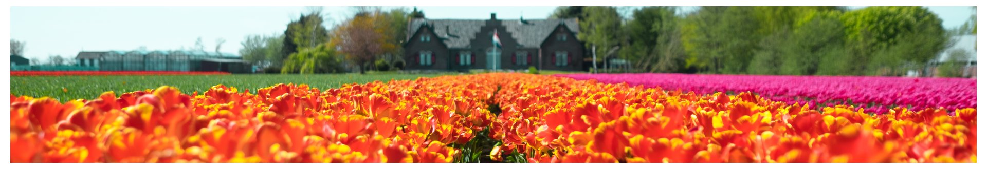 Tulip fields in Lisse